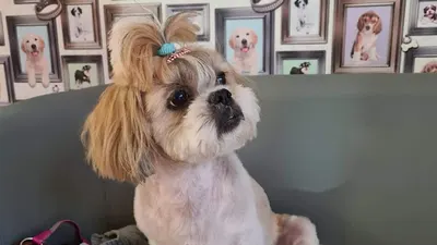 Psi Fryzjer Orła Białego 61